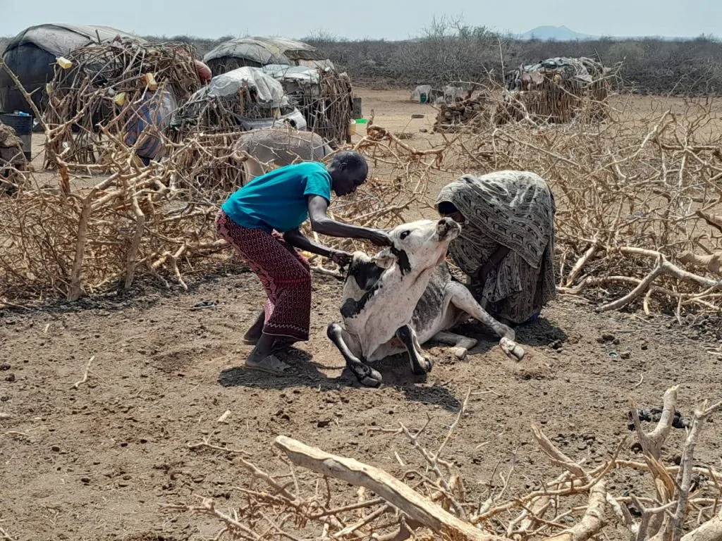 Emaciated cow collapsing from drought beside Turkana manyattas