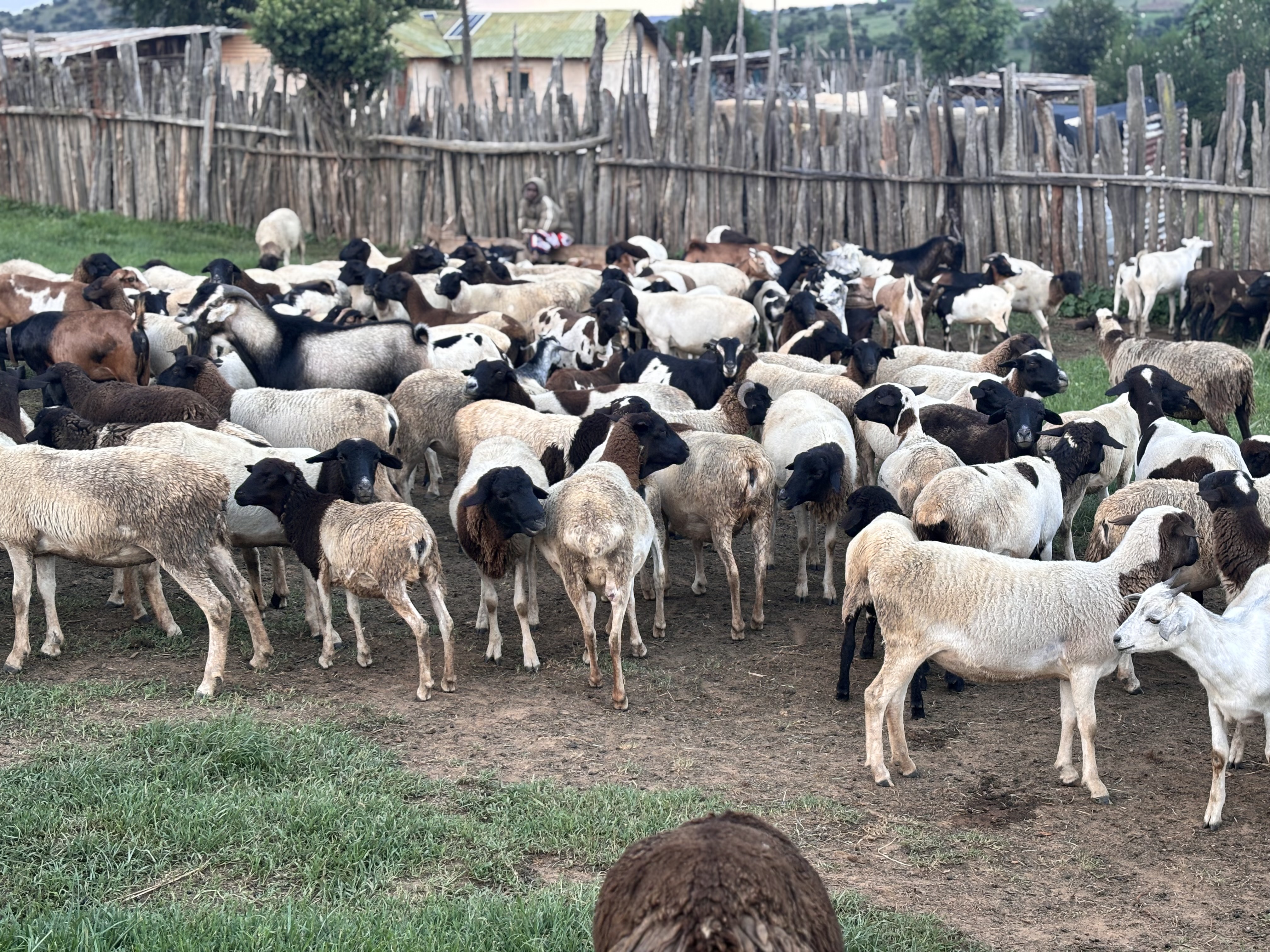 Chumvi community land prepared for future drip irrigation, Laikipia County